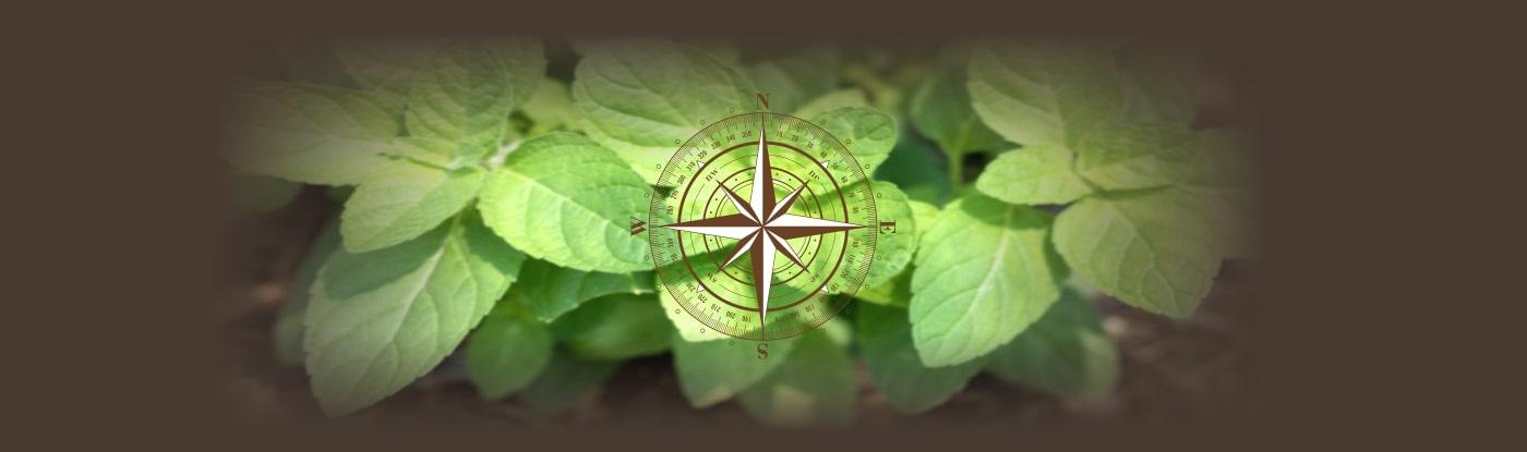 7 Vastu Plants For Home: Vastu Shastra Directions, Do's And Don'ts